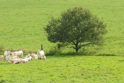 cows