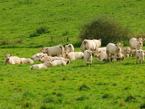 cows