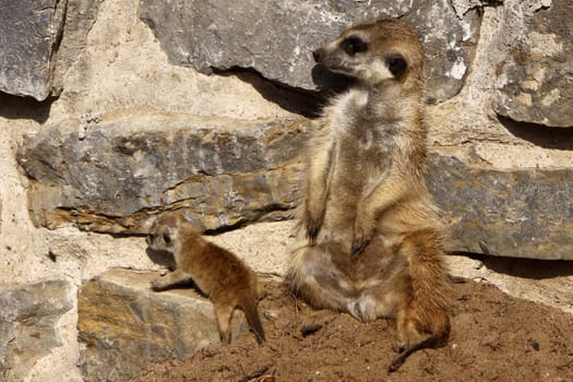 Meerkat with baby