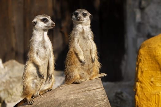 Two meerkats