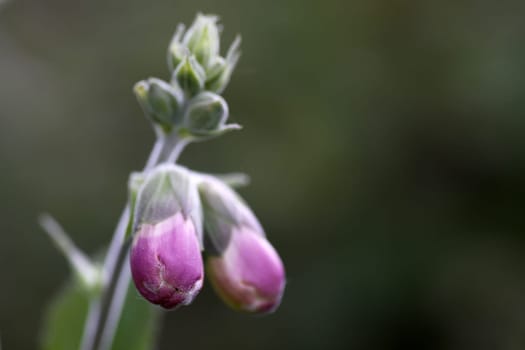Red foxglove