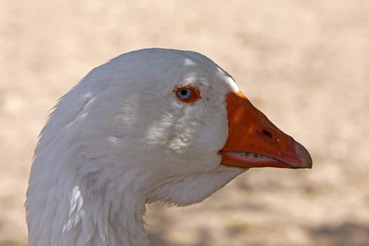 Portrait of a domestic goose