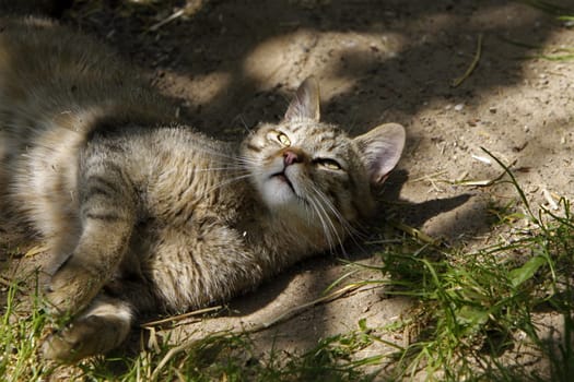 European wildcat