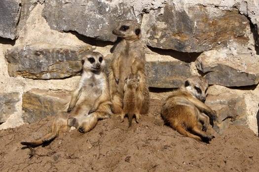 Meerkat family with cub