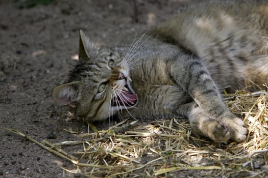 European wildcat