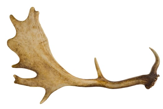 Isolated antlers on white background