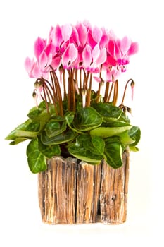 Usmabara violet in pot isolated on white background