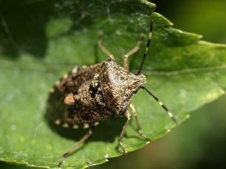 Stink bug