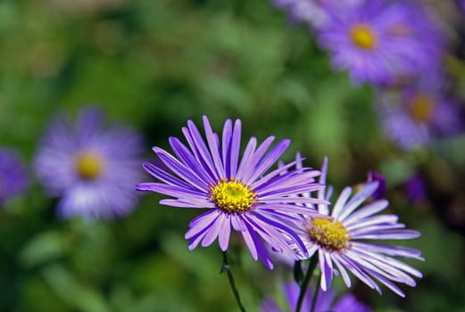 Violet Autumn