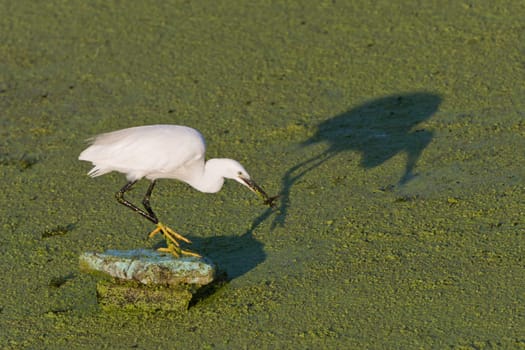 Little egret (Egretta garzetta) standing on a lake