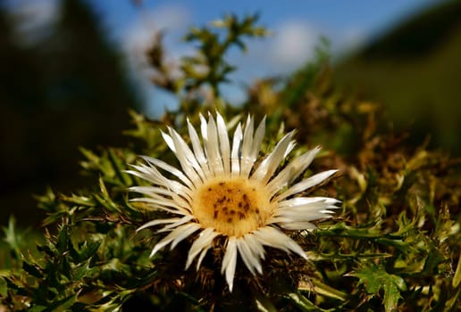 Silver thistle