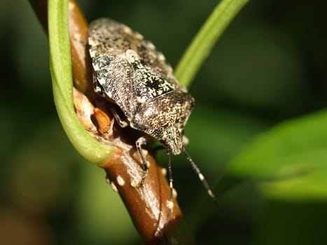 Stink bug