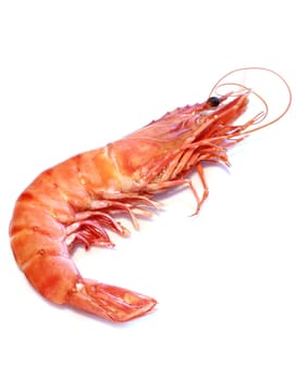tiger shrimps