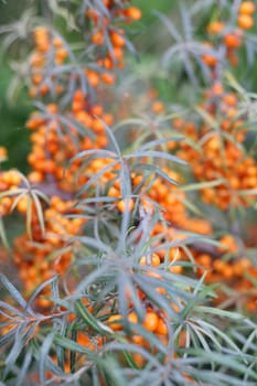 Sea buckthorn