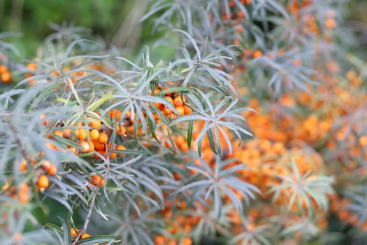 Sea buckthorn