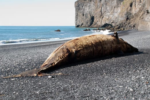 corpse of a beached whale on the beach of Vik in Iceland