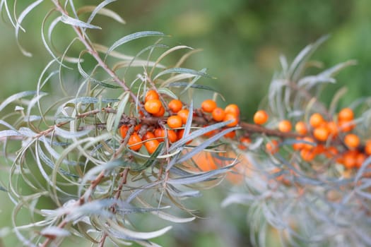 Sea buckthorn