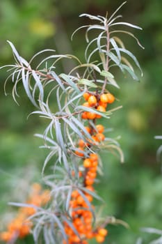 Sea buckthorn