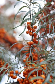 Sea buckthorn