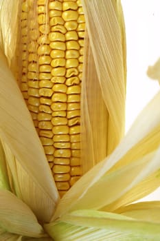 corn