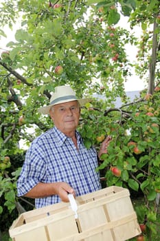 Senior picking apples