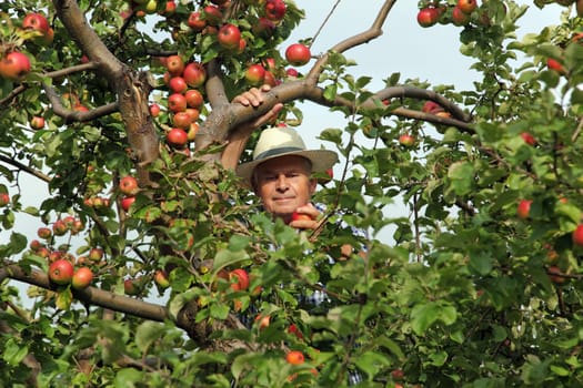 Senior in the apple tree