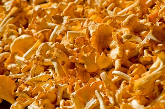 Yellow small mushrooms taken as clouse up