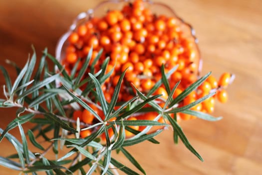 Sea buckthorn