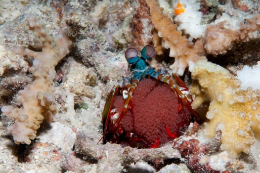 The females of the mantis shrimp can carry up to 50,000 eggs!