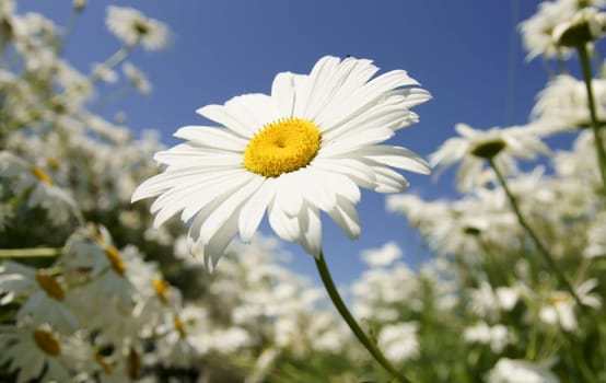 Margarite