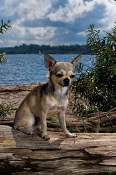 Pet portrait of a Chihuahua