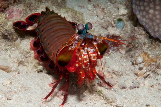 The mantis shrimp