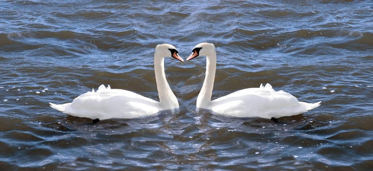 two swans in love on a lake in ireland about to touch beaks