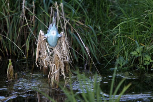 Blue budgie gymnastics on reeds