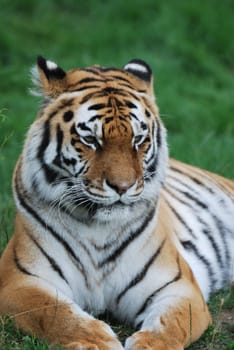 Amur tiger lying down