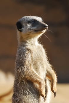 KMeerkat standing guard