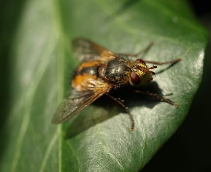Caterpillar fly