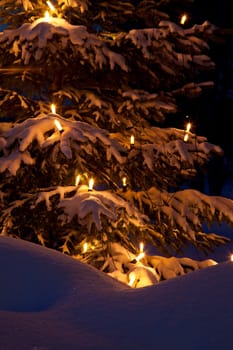 Christmas tree in the snow / winter