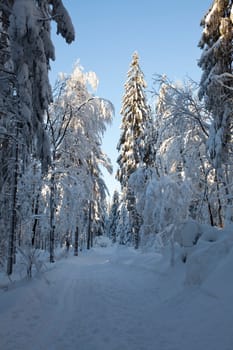 Forest path - snow-covered spruce trees