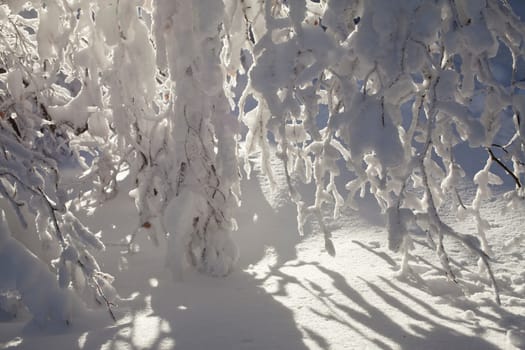Winter forest - snow-covered spruce trees