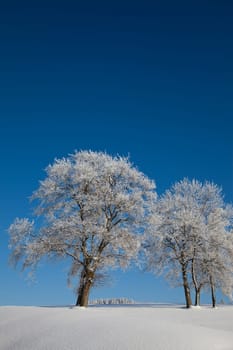 Trees in winter with hoarfrost