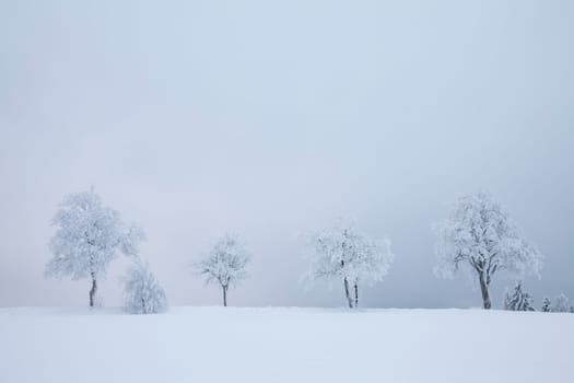 Trees in winter fog