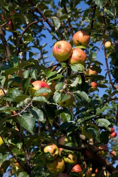 Ripe apples with leaves on the apple tree