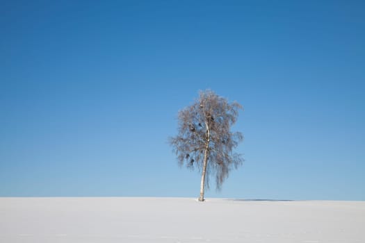 Birch with mistletoe in winter
