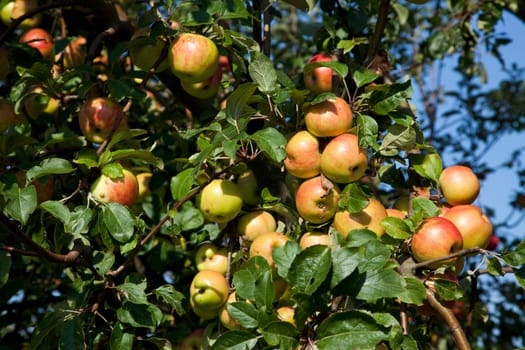 Ripe apples on the apple tree