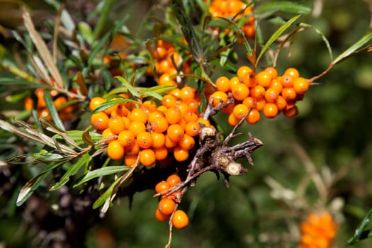 Ripe sea buckthorn (Hippophaë rhamnoides) with sea buckthorn berries