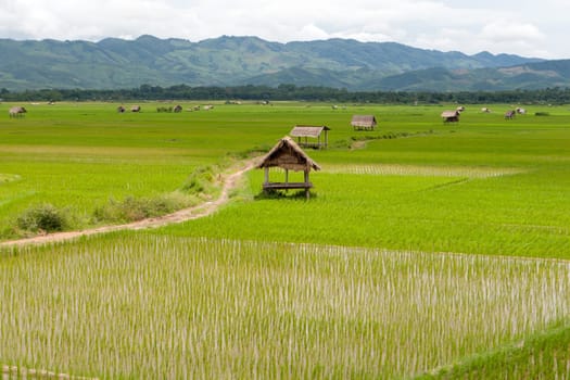 Rice field in Luang Namtha Valley,Laos,agriculture in Asia