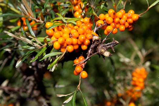 Ripe sea buckthorn (Hippophaë rhamnoides) with sea buckthorn berries