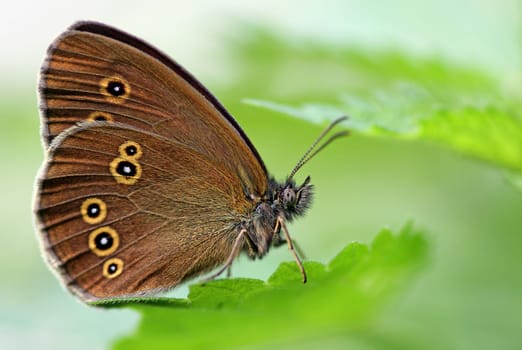 Aphantopus hyperantus