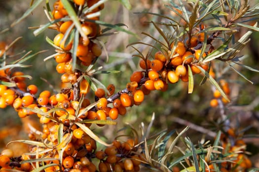 Ripe sea buckthorn (Hippophaë rhamnoides) with sea buckthorn berries
